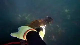 Spearfishing Norcal pole spear vs speargun