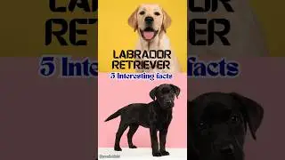 5 Interesting Facts about Labrador Retriever | Labrador Retriever Facts | #labador #shorts #labdog