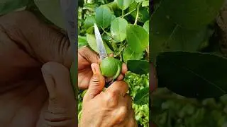 lemon cutting skill #lemon #cutting #gardening #shorts