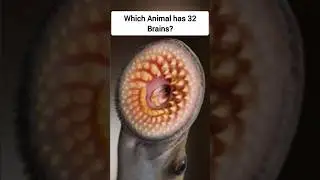 Which Animal has 32 Brains 🧐😲?? #shorts #animals