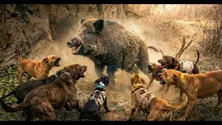 A Giant Wild Boar Appears &ndash; Hunting Dogs React Immediately to Protect the Farm
