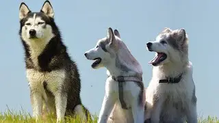 3 Problems With Siberian Husky Dog You have to know