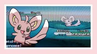 [ISHC #4] LIVE!!! Shiny Minccino after 5400 REs!