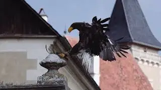 Historische Falknerei auf Schloss Rosenburg