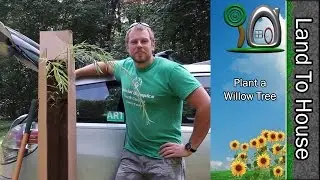 Plant a Willow Tree