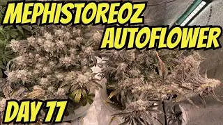 How I Grow Autoflowers: Mephisto Genetics Part 12: Mephistoreoz