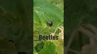 What are they doing 🧐🤪😉 #plants #creature, #vineyard #leaves #grape 😅🥰
