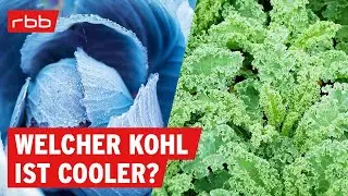 Rotkohl vs. Gr&uuml;nkohl: welcher ist ges&uuml;nder? | SUPER.MARKT