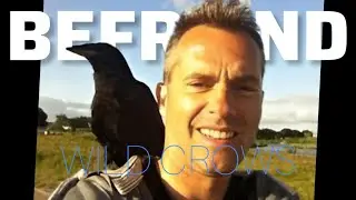 How to Befriend a Crow (FAST) 🐦 | The 3 Rules of Trust