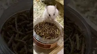 Hamster eating worms #hamster #worm
