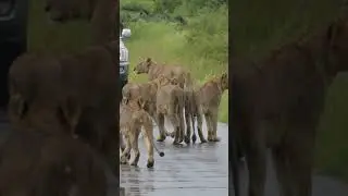 Lion pride on the move #shorts in Kruger National Park South Africa