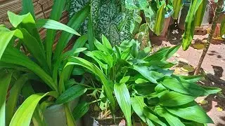 PLANTAS BULBOSAS, PLANTAS QUE DORMEM 