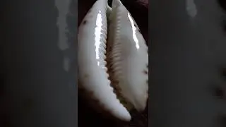 Big Kauri Snail, Hawaii 🐚🐚
