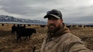 Ranching Through The Winter That Wasn’t 