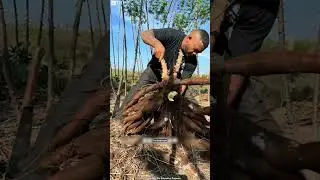 Cassava Harvesting In Brazil! 😳 #shortsvideo