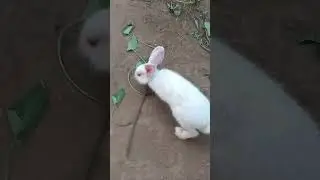 Hopping into the weekend! #RabbitLove#BunnyJumps #WeekendVibes#RabbitJoy #BunnyHops#HappyMoments