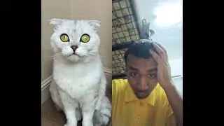 Sonyakisa8 😂Cat Cat's Run away #cats #cat 🫢