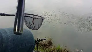 Feeder Fishing- Java Barb (Lampam Java) Takes on the Drop