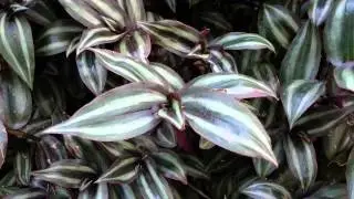 Wandering Jew - Tradescantia zebrina HD 01