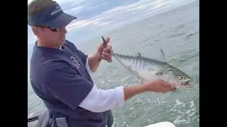 IGFA Boat Slam! Catching Bonito, False Albacore & Bluefish in the Rips of Martha's Vineyard!