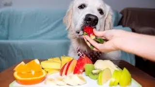 ASMR Dog Eating Different Types of Fruits: Funny Dog Bailey