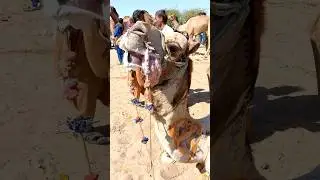 Crazy Moment#shorts#crazy #funny camels #viral