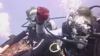 Diving The Galápagos