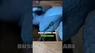 Bush Viper | Beautiful but Deadly!