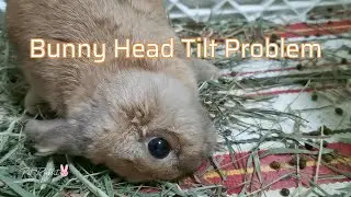 Torticollis in Rabbits - This Poor Bunny Rabbit Suffering From Head Tilt Problem