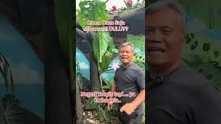 Indonesia negeri tropis loh Kalau cuma Anturium, alpukat, padi pasti subur