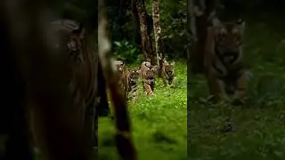 5 Tigers at once in Kabini, Video Shot by &copy; Mithun Hunugund | Kabini Private Safari #kabini #tiger