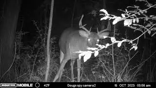 big buck wildwood