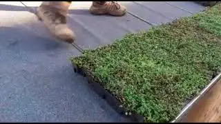 COMMENT POSER UNE TOITURE VEGETALE SUR ABRI DE JARDIN
