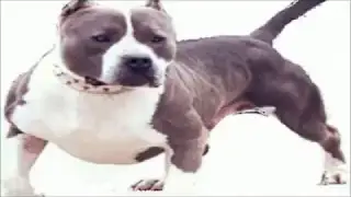 DAXLINE