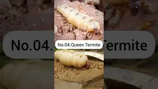 Give birth most babies in the world 🌍🤯 #sh #shortvideo #viral #top