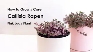 How to grow Callisia repens Pink lady care tips for indoor, Callisia Pink lady