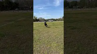 Dog Playtime Off Leash #doglife #dogplaytime #smartdog #belgianmalinois