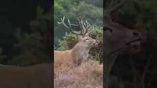 Impressive Red Deer Roar at the Rut #wildlife  #reddeer #Rut