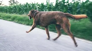 Labrador Running