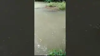 ikan kapiul