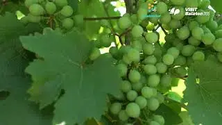 Itt az ideje, hogy megismerd a Laposa Birtokot!