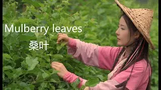 What should we eat today, How about mulberry leaves?今天吃什么呢，试试桑叶吧