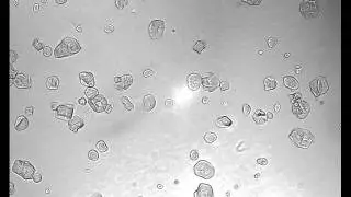 Heat Gelatinization of Corn Starch (low iodine)
