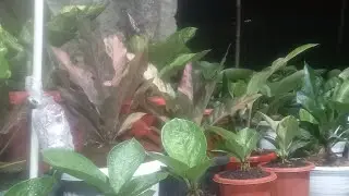 ( KJB ) Kandang jemani boyolali. sedang live sekarang!