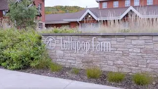 How Lollypop Farm Exceeded Their Fundraising Goals with Empreinte Consulting