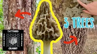 🔥TOP THREE TREE SPECIES | FIND MOREL MUSHROOMS🔥 #howtofindmorels