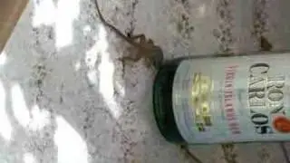 drunk lizard