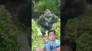 Por que esse gorila bateu no peito? 😨