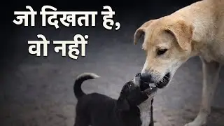 ये लड़ाई नहीं&hellip; कुत्तों का खेल है 🐶❤️ | Street Dogs Playing
