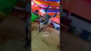 #bull #bull #cow #cow #ipl #ipl #animals #cowlover #funny #automobile #comedy #love